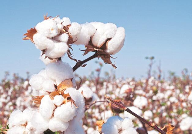 NCML说糟糕的季风可能会影响印度的油籽和棉花产量