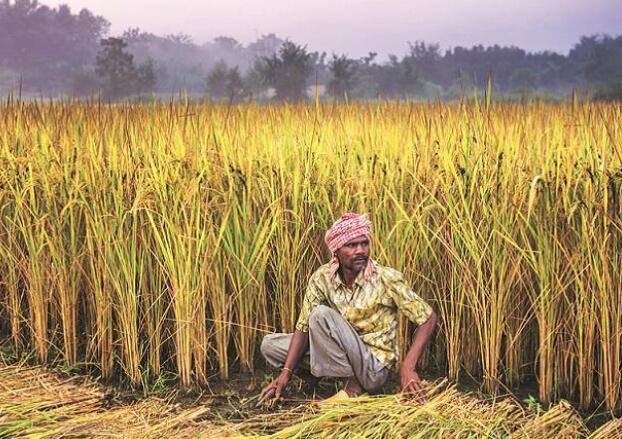印度农产品出口在农民收入翻番方面发挥重要作用