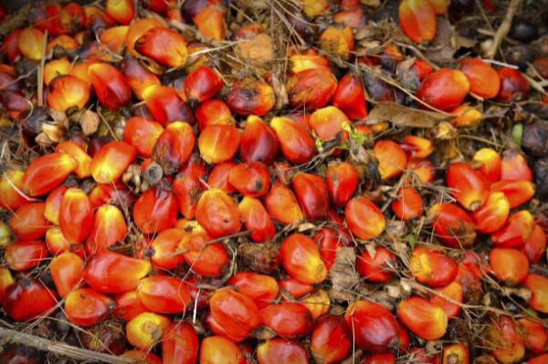 毛棕榈油期货下周可能出现获利回吐活动